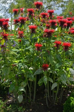 Garten-Indianernessel Monarda 'Cambridge Scarlet' 5-10 Topf 9x9 cm (P9)