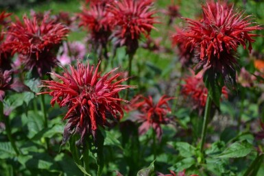 Garten-Indianernessel Monarda 'Cambridge Scarlet' 5-10 Topf 9x9 cm (P9)