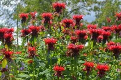 Garten-Indianernessel Monarda 'Cambridge Scarlet' 5-10 Topf 9x9 cm (P9)