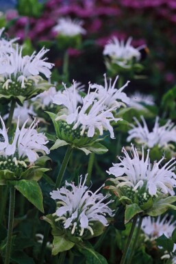 Garten-Indianernessel Monarda 'Schneewittchen' 5-10 Topf 9x9 cm (P9)