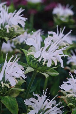 Garten-Indianernessel Monarda 'Schneewittchen' 5-10 Topf 9x9 cm (P9)