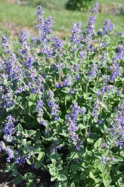 Katzenminze Nepeta faassenii 5-10 Topf 9x9 cm (P9) Nepeta faassenii