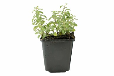 Katzenminze Nepeta faassenii 5-10 Topf 9x9 cm (P9) Nepeta faassenii