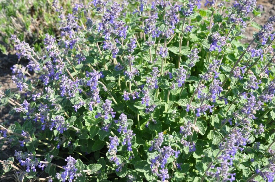 Katzenminze Nepeta faassenii 5-10 Topf 9x9 cm (P9) Nepeta faassenii
