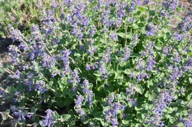 Katzenminze Nepeta faassenii 5-10 Topf 9x9 cm (P9) Nepeta faassenii