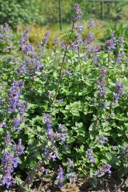 Katzenminze Nepeta faassenii 5-10 Topf 9x9 cm (P9) Nepeta faassenii