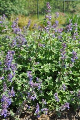 Katzenminze Nepeta faassenii 5-10 Topf 9x9 cm (P9)