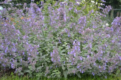 Katzenminze Nepeta faassenii 'Six Hills Giant' 10-15 Topf 2 ltr. (C2) Nepeta faassenii 'Six Hills Giant'