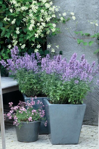 Katzenminze Nepeta faassenii 'Walker's Low' 10-15 Topf 2 ltr. (C2) Nepeta faassenii 'Walker's Low'