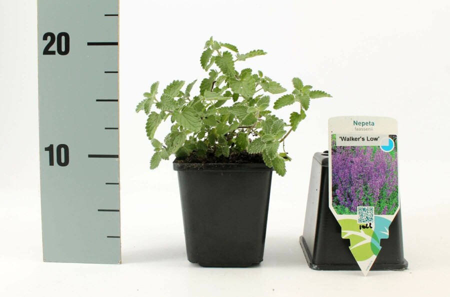 Katzenminze Nepeta faassenii 'Walker's Low' 5-10 Topf 9x9 cm (P9) Nepeta faassenii 'Walker's Low'