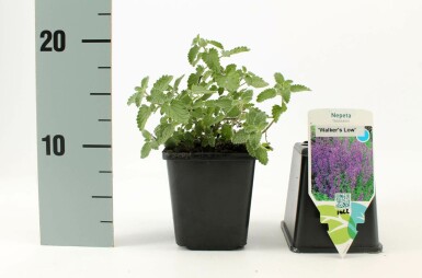 Katzenminze Nepeta faassenii 'Walker's Low' 5-10 Topf 9x9 cm (P9) Nepeta faassenii 'Walker's Low'