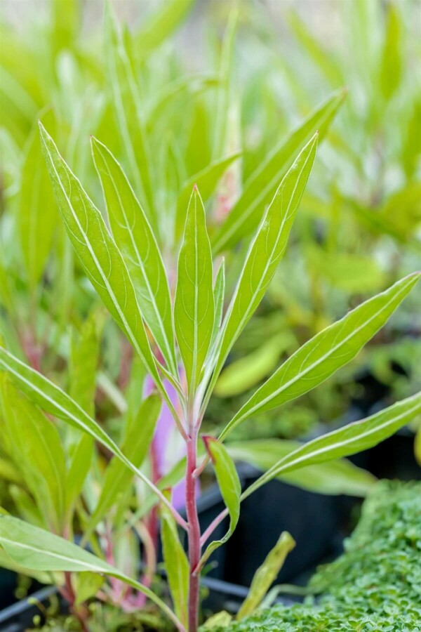 Missouri-Nachtkerze Oenothera macrocarpa 5-10 Topf 9x9 cm (P9) Oenothera macrocarpa