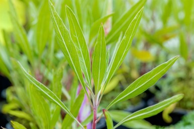 Missouri-Nachtkerze Oenothera macrocarpa 5-10 Topf 9x9 cm (P9)