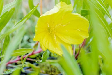 Missouri-Nachtkerze Oenothera macrocarpa 5-10 Topf 9x9 cm (P9) Oenothera macrocarpa