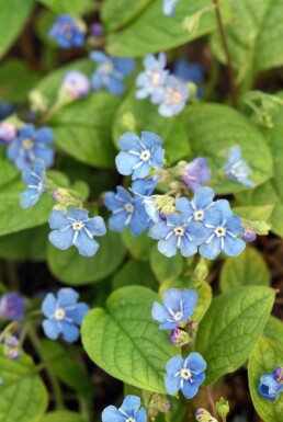 Frühlings-Gedenkemein Omphalodes verna 5-10 Topf 9x9 cm (P9)