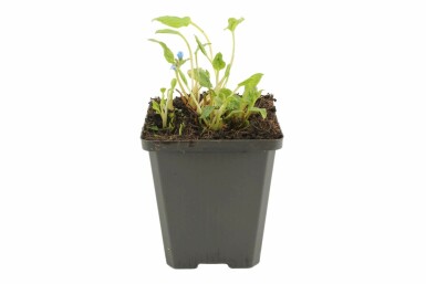 Frühlings-Gedenkemein Omphalodes verna 5-10 Topf 9x9 cm (P9)