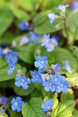 Frühlings-Gedenkemein Omphalodes verna 5-10 Topf 9x9 cm (P9) Omphalodes verna