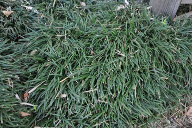 Zwerg-Schlangenbart Ophiopogon Japonicus 'Minor' 5-10 Topf 9x9 cm (P9) Ophiopogon Japonicus 'Minor'