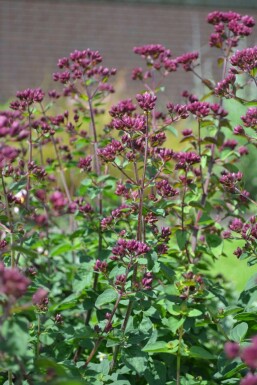 Blüten Dost Origanum hybride 'Rosenkuppel' 5-10 Topf 9x9 cm (P9) Origanum hybride 'Rosenkuppel'