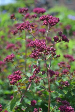 Blüten Dost Origanum hybride 'Rosenkuppel' 5-10 Topf 9x9 cm (P9) Origanum hybride 'Rosenkuppel'