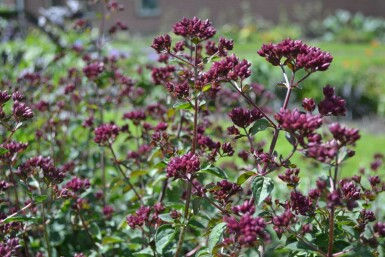 Blüten Dost Origanum hybride 'Rosenkuppel' 5-10 Topf 9x9 cm (P9) Origanum hybride 'Rosenkuppel'