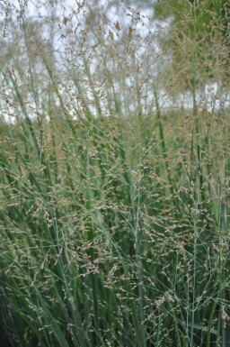 Bläuliche Rutenhirse Panicum virgatum 'Heavy Metal' 5-10 Topf 9x9 cm (P9)