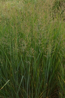 Ruten Hirse Panicum virgatum 'Prairy Sky' 5-10 Topf 9x9 cm (P9)