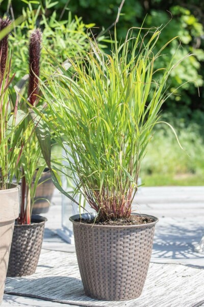 Panicum virgatum 'Rehbraun'