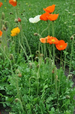 Island-Mohn Papaver nudicaule 'Gartenzwerg' 5-10 Topf 9x9 cm (P9) Papaver nudicaule 'Gartenzwerg'