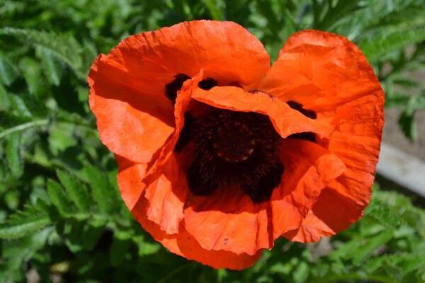 Orientalischer Mohn Papaver orientale 'Allegro' 5-10 Topf 9x9 cm (P9) Papaver orientale 'Allegro'