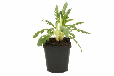 Orientalischer Mohn Papaver orientale 'Allegro' 5-10 Topf 9x9 cm (P9) Papaver orientale 'Allegro'