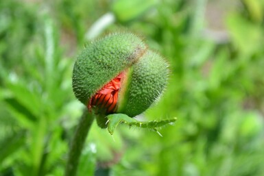 Orientalischer Mohn Papaver orientale 'Allegro' 5-10 Topf 9x9 cm (P9)