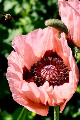 Rosa Orientalischer Mohn Papaver orientale 'Princess Victoria Louise' 5-10 Topf 9x9 cm (P9)