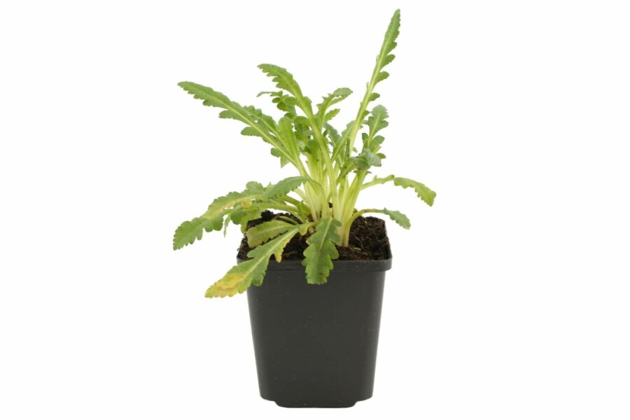 Rosa Orientalischer Mohn Papaver orientale 'Princess Victoria Louise' 5-10 Topf 9x9 cm (P9) Papaver orientale 'Princess Victoria Louise'