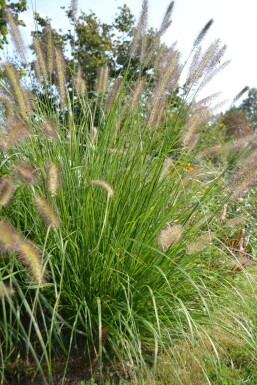 Australisches Lampenputzergras Pennisetum alopecuroides 5-10 Topf 9x9 cm (P9)