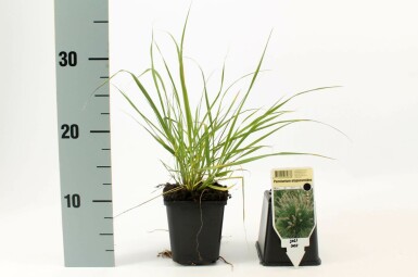 Australisches Lampenputzergras Pennisetum alopecuroides 5-10 Topf 9x9 cm (P9) Pennisetum alopecuroides