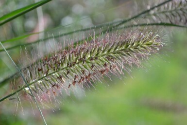 Australisches Lampenputzergras Pennisetum alopecuroides 5-10 Topf 9x9 cm (P9) Pennisetum alopecuroides