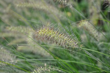 Lampenputzergras Pennisetum alopecuroides 'Hameln' 5-10 Topf 9x9 cm (P9) Pennisetum alopecuroides 'Hameln'