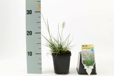 Zwerg-Lampenputzergras Pennisetum alopecuroides 'Little Bunny' 5-10 Topf 9x9 cm (P9)