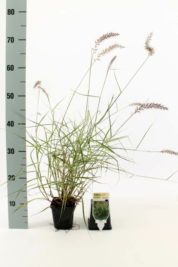 Orient-Lampenputzergras Pennisetum orientale 5-10 Topf 9x9 cm (P9) Pennisetum orientale