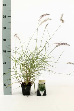 Orient-Lampenputzergras Pennisetum orientale 5-10 Topf 9x9 cm (P9) Pennisetum orientale