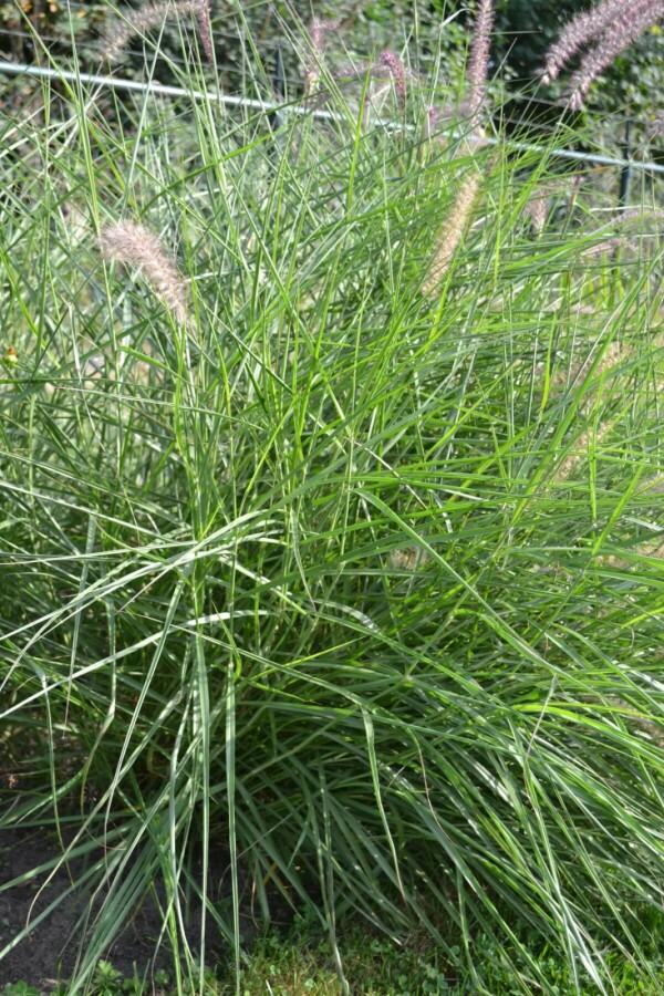 Orient-Lampenputzergras Pennisetum orientale 5-10 Topf 9x9 cm (P9) Pennisetum orientale