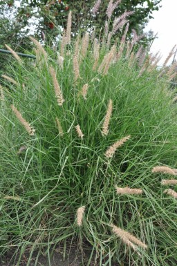 Orient-Lampenputzergras Pennisetum orientale 5-10 Topf 9x9 cm (P9) Pennisetum orientale