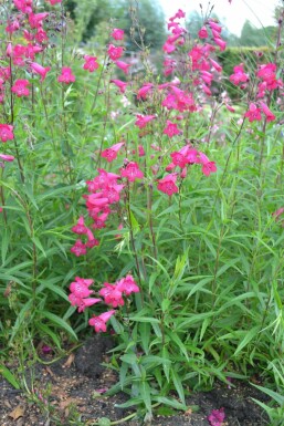 Großblütiger Bartfaden Penstemon 'Andenken an F. Hahn' 5-10 Topf 9x9 cm (P9) Penstemon 'Andenken an F. Hahn'