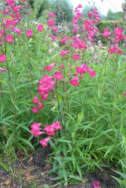 Großblütiger Bartfaden Penstemon 'Andenken an F. Hahn' 5-10 Topf 9x9 cm (P9)