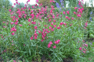 Großblütiger Bartfaden Penstemon 'Andenken an F. Hahn' 5-10 Topf 9x9 cm (P9)