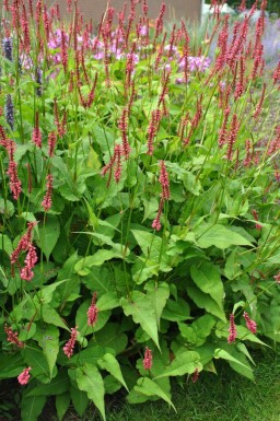 Kerzen-Knöterich Persicaria amplexicaulis 'Speciosa' 5-10 Topf 9x9 cm (P9)