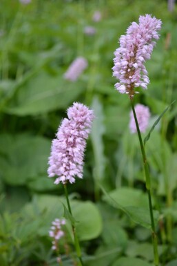 Schlangen-Knöterich Persicaria bistorta 'Superba' 5-10 Topf 9x9 cm (P9)