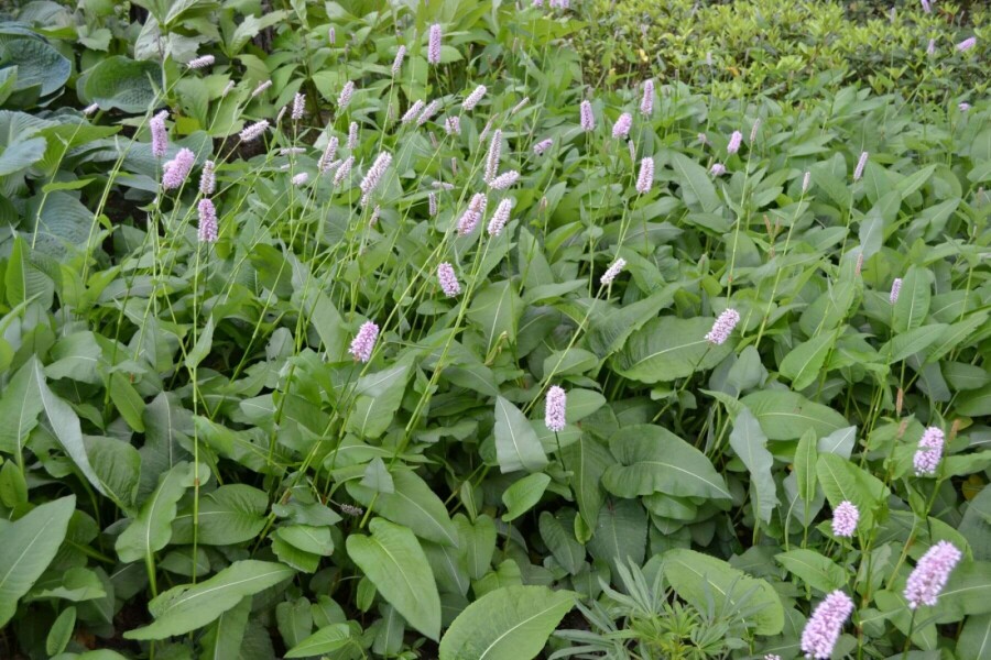 Schlangen-Knöterich Persicaria bistorta 'Superba' 5-10 Topf 9x9 cm (P9) Persicaria bistorta 'Superba'