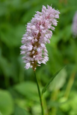 Schlangen-Knöterich Persicaria bistorta 'Superba' 5-10 Topf 9x9 cm (P9) Persicaria bistorta 'Superba'
